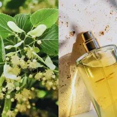 Kwiaty lipy i perfumy w szklanej butelce, inspirowane naturą przez Marc Antoine Barrois.