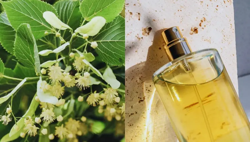 Kwiaty lipy i perfumy w szklanej butelce, inspirowane naturą przez Marc Antoine Barrois.